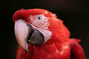 adulte rouge et vert ara photo