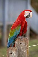 adulte rouge et vert ara photo