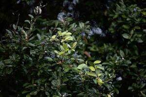 feuillage de le Sud américain plante appelé oiti photo