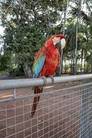 adulte rouge et vert ara photo