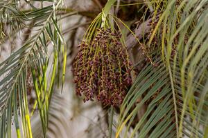 palmier dattier nain photo
