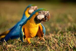 ara bleu et jaune adulte photo