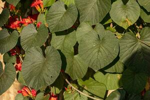 plante angiosperme en fleurs photo