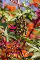 plante de ricin vert photo