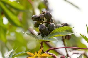 plante de ricin vert photo