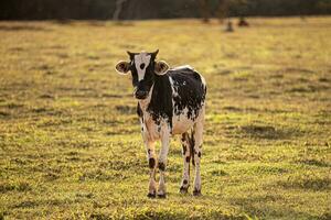 vache ferme animaux avec beaucoup insectes en volant photo