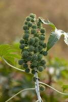 plante de ricin vert photo