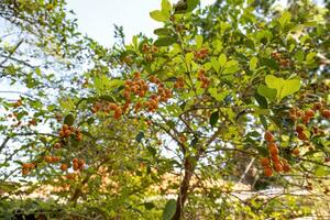 fruits jaunes du ciel photo