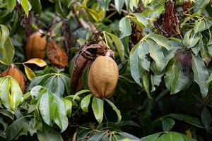 brésilien disposition arbre fruit photo