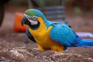 ara bleu et jaune adulte photo