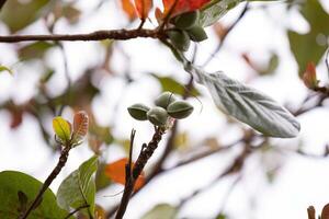 mer amande arbre photo