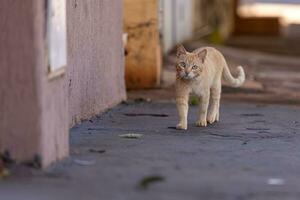 petit chat domestique photo