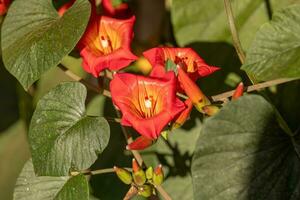 plante angiosperme en fleurs photo