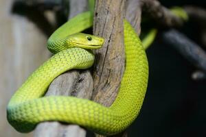 vert mamba, dendroaspis viridis photo