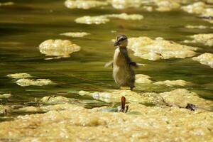 solitude, petit canard dans une étang photo