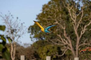 ara bleu et jaune adulte photo