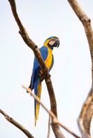 ara bleu et jaune adulte photo