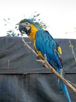 ara bleu et jaune adulte photo