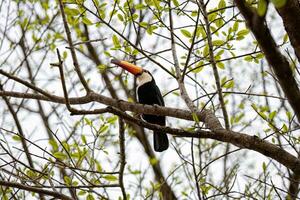 toucan toco adulte photo