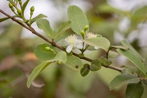 petite fleur de goyave photo