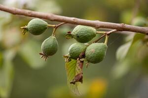 petits fruits de goyaves photo