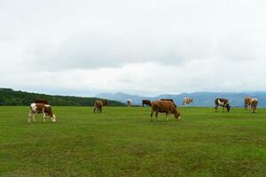 vaches et prairie dans Yunnan, Chine. photo