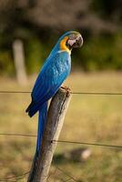 ara bleu et jaune adulte photo