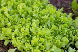 semis de salade plante photo