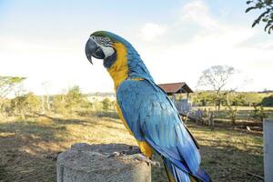 ara bleu et jaune adulte photo