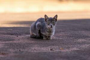 petit chat domestique photo