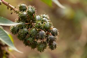 plante de ricin vert photo