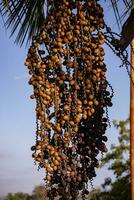 des fruits de le buriti paume arbre photo