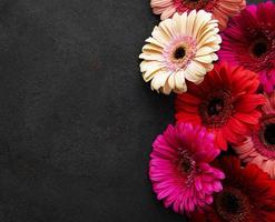 Fleurs de gerbera lumineuses sur fond noir photo