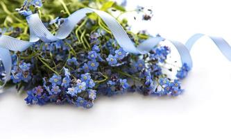 fleurs myosotis sur fond blanc photo