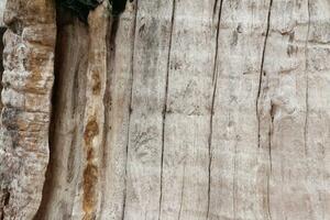 vieux patiné bois Contexte texture avec tourbillon modèle photo