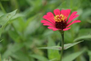 rose zinnia fleur bourgeon dans macro tir. Créatif jardinage image avec sélectif concentrer et foncé flou Contexte. photo