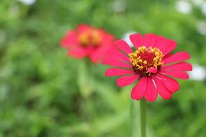 rose zinnia fleur bourgeon dans macro tir. Créatif jardinage image avec sélectif concentrer et foncé flou Contexte. photo