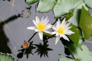 magnifique blanc lotus fleur avec vert feuille dans dans bleu étang photo