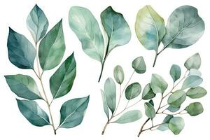 aquarelle eucalyptus feuilles ensemble sur blanc Contexte photo