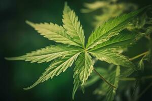 vert cannabis feuille sur vibrant Contexte pour cbd et chanvre des produits photo
