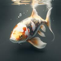 gracieux koi poisson nager dans le océan avec doux studio éclairage photo