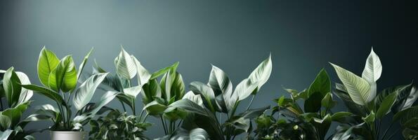 Naturel atmosphère avec décoratif les plantes et feuilles ai généré photo