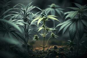 luxuriant cannabis plante avec épanouissement bourgeons ai généré photo