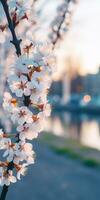 épanouissement Cerise fleurs dans printemps ai généré photo