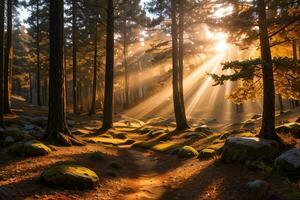 photo de le l'automne Montagne forêt, forêt rivière, moussu des pierres, Soleil des rayons fond d'écran