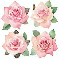 rose aquarelle des roses clipart photo