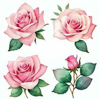 rose aquarelle des roses clipart photo