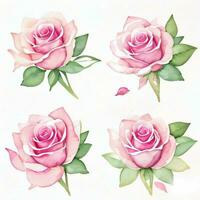 rose aquarelle des roses clipart photo