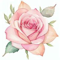 rose aquarelle des roses clipart photo