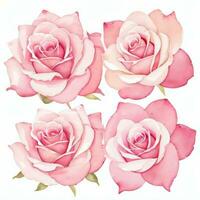 rose aquarelle des roses clipart photo